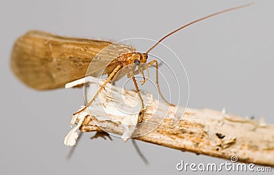 Trichoptera Stock Photo