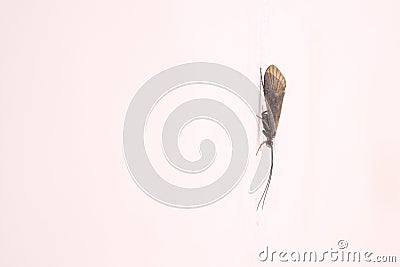 Trichoptera caddisfly Stock Photo