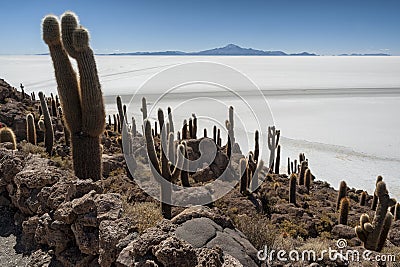 Trichoreceus Cactus on Isla Incahuasi Isla del Pescado in the middle of the world`s biggest salt plain Salar de Uyuni, Bolivia Stock Photo