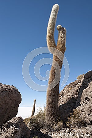 Trichoreceus Cactus on Isla Incahuasi Isla del Pescado in the middle of the world`s biggest salt plain Salar de Uyuni, Bolivia Stock Photo