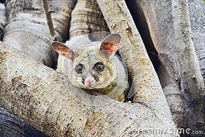 Trichosurus vulpecula, common brushtail possum, Australia Stock Photo