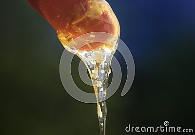 Trickle of drops of liquid fresh Golden honey with pieces of pro Stock Photo