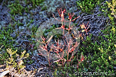 Tricks of mountain flowers, Norway Stock Photo