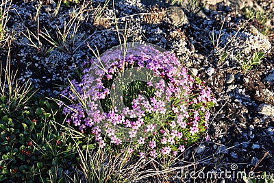 Tricks of mountain flowers, Norway Stock Photo