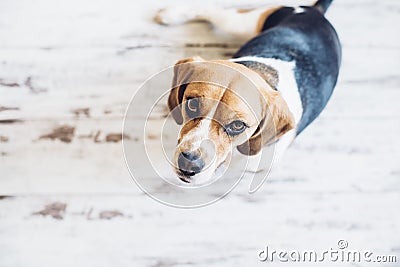 Tricolor beagle dog sitting and looking up into camera Stock Photo