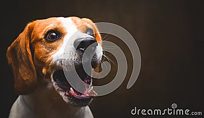 Tricolor Beagle dog waiting and catching a treat in studio, against dark background Stock Photo