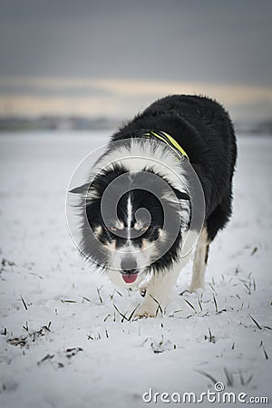 Tricolor border collie is running on the field in the snow Stock Photo