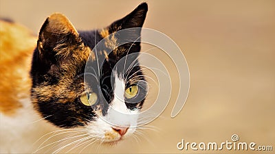 Tricolor cat closeup head portrait. Maneki neko kitty Stock Photo