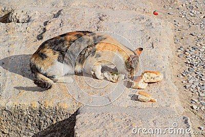 Tricolor cat eats bread on stone. Feeding a domestic cat Stock Photo