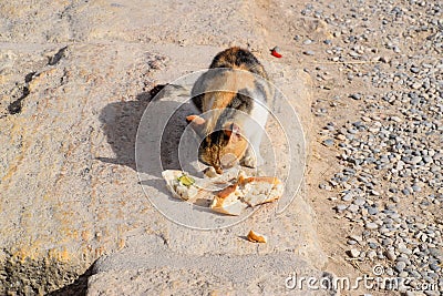 Tricolor cat eats bread on stone. Feeding a domestic cat Stock Photo