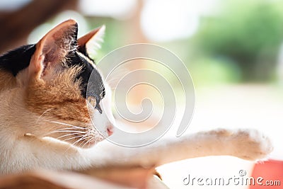 Tricolor cat lay down on the mat Stock Photo