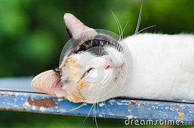 Tricolor cat lay down and sleeping Stock Photo