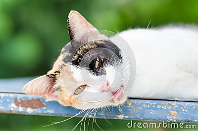 Tricolor cat lay down Stock Photo