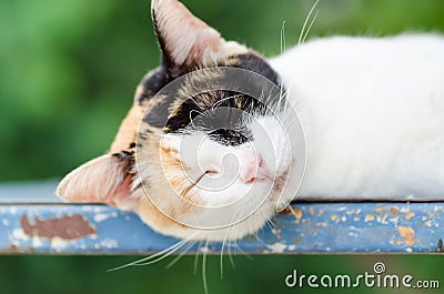 Tricolor cat lay down and sleeping Stock Photo