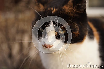 Tricolor cat portrait outdoor. Closeup face maneki neko Stock Photo
