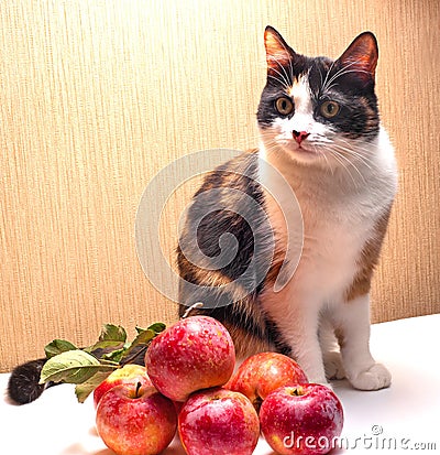 A tricolor cat sits next to freshly picked apples. Stock Photo
