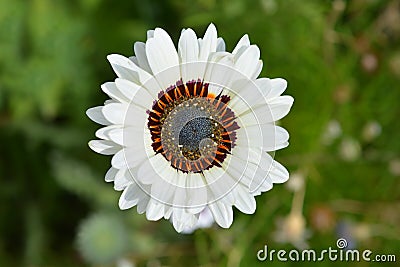 Tricolor chrysanthemum Stock Photo