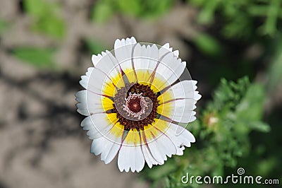 Tricolor daisy Stock Photo