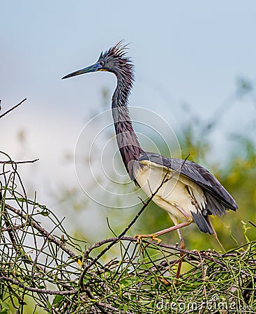 Tricolor heron fluffs its feathers by shaking from side to side Stock Photo