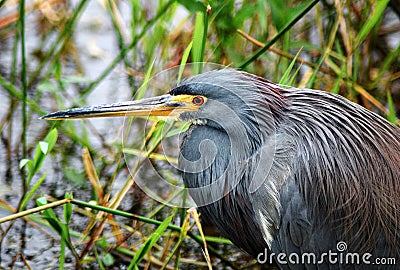 Tricolor Heron Stock Photo