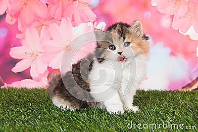 Tricolor kitten sitting down on grass Stock Photo