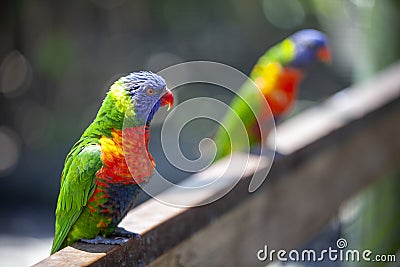 Tricolor parrot pair, resting in sunlight Stock Photo