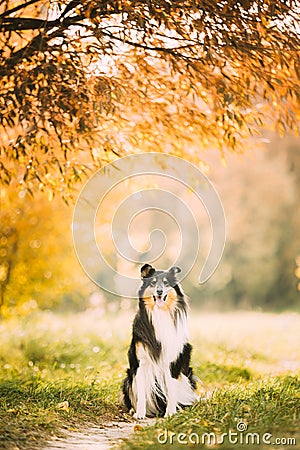 Tricolor Rough Collie, Funny Scottish Collie, Long-haired Collie, English Collie, Lassie Dog Posing Outdoors In Park Stock Photo