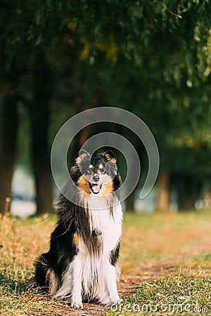 Tricolor Rough Collie, Funny Scottish Collie, Long-haired Collie, English Collie, Lassie Dog Posing Outdoors In Park Stock Photo