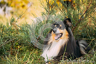 Tricolor Rough Collie, Funny Scottish Collie, Long-haired Collie, English Collie, Lassie Dog Sitting In Green Grass. Stock Photo