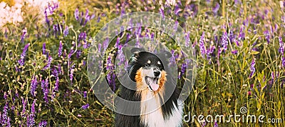 Tricolor Rough Collie, Funny Scottish Collie, Long-haired Collie, English Collie, Lassie Dog Sitting In Green Summer Stock Photo