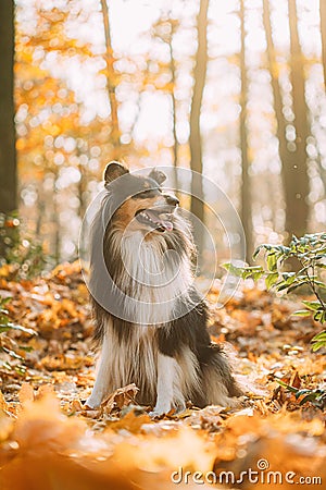 Tricolor Rough Collie, Funny Scottish Collie, Long-haired Collie, English Collie, Lassie Dog Outdoors In Autumn Day Stock Photo