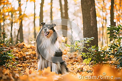 Tricolor Rough Collie, Funny Scottish Collie, Long-haired Collie, English Collie, Lassie Dog Outdoors In Autumn Day Stock Photo