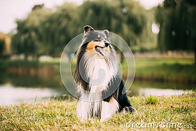 Tricolor Rough Collie, Funny Scottish Collie, Long-haired Collie, English Collie, Lassie Dog Posing Outdoors On Lake Stock Photo