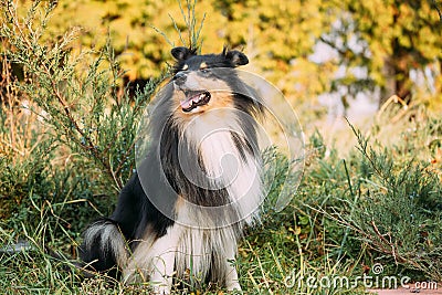 Tricolor Rough Collie, Funny Scottish Collie, Long-haired Collie, English Collie, Lassie Dog Sitting In Green Grass. Stock Photo