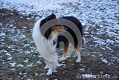 Beautiful Tricolor Rough Collie Named Trixie Stock Photo