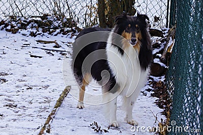 Beautiful Tricolor Rough Collie Named Trixie Stock Photo