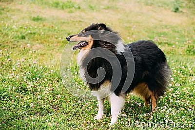 Tricolor Rough Collie, Scottish Collie, Long-Haired Collie Lassie Stock Photo