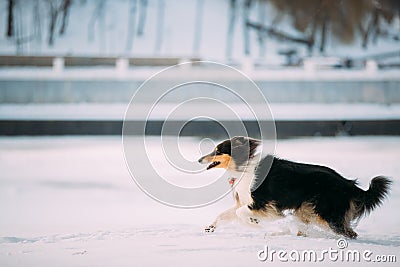 Tricolor Rough Collie, Scottish Collie, Lassie Dog Fast Running Stock Photo