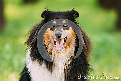 Tricolor Rough Collie, Scottish Collie, Long-Haired Collie, English Collie, Lassie Adult Dog. Stock Photo