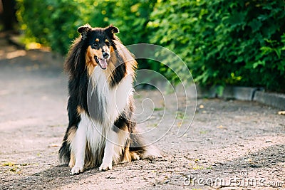 Tricolor Scottish Rough Long-Haired English Collie Lassie Adult Dog Stock Photo