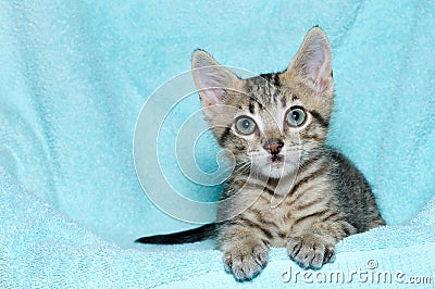 Tricolor tabby kitten laying on aqua teal blanket Stock Photo