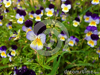Tricolor violet flowers Stock Photo