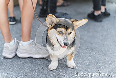 Tricolor welsh corgi puppy is sitting at the feet of his master. The dog is very funny and cute Stock Photo