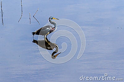 Tricolored Heron on Blue at Myakka Stock Photo