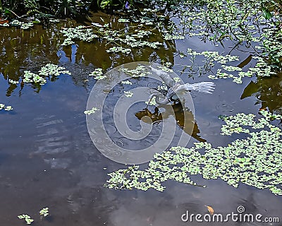 Tricolored Heron in Duckweed Swamp Garden Stock Photo