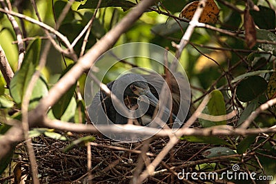 Tricolored heron Egretta tricolor sits on eggs Stock Photo