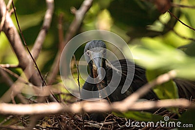Tricolored heron Egretta tricolor sits on eggs Stock Photo