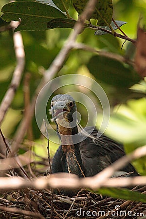 Tricolored heron Egretta tricolor sits on eggs Stock Photo