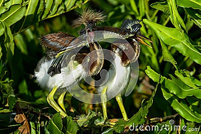 Tricolored heron Stock Photo