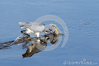 Tricolored Heron Fishing at Myakka River Park Stock Photo